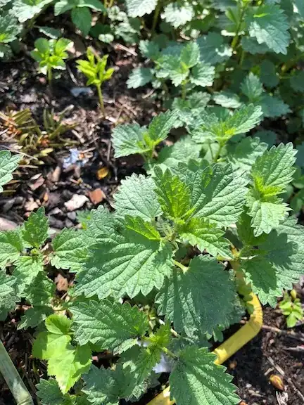 Plant