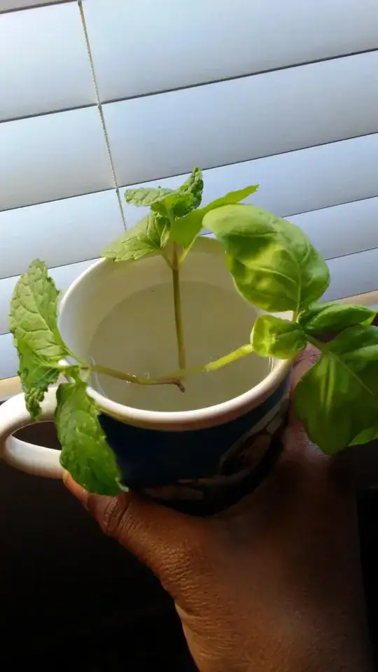 Mint & Basil cuttings