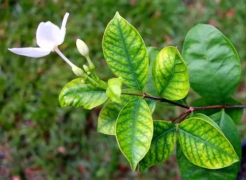 interveinal chlorosis