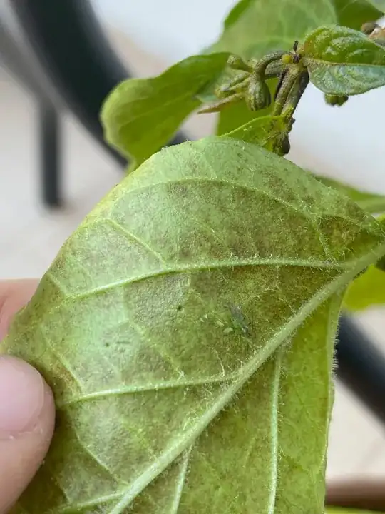 Bugs on the underside of a leaf