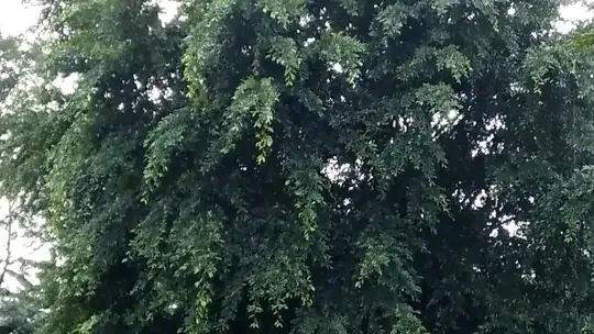 it has a lush canopy