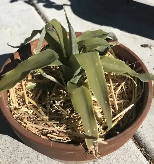 pineapple plant Crown too heavy for its stem