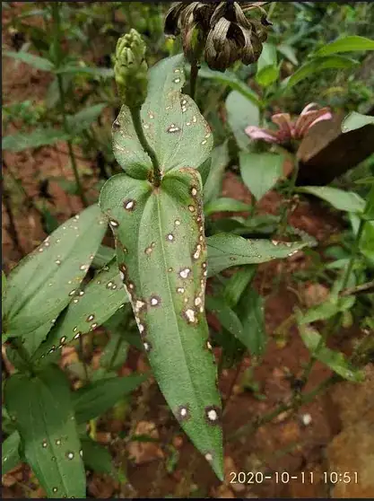 black spots with white ring surrounding 