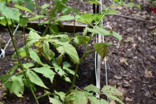 Picture of an infected plant