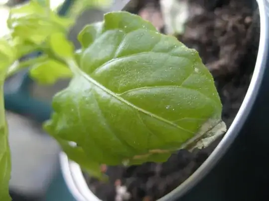 Wilting leaf