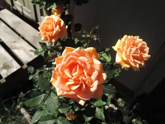 Mini rose