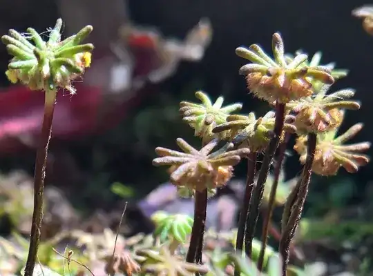 Crop of the flowers