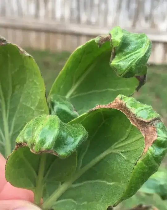 browning leaves