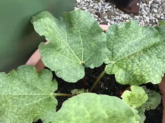 Rhubarb leaves