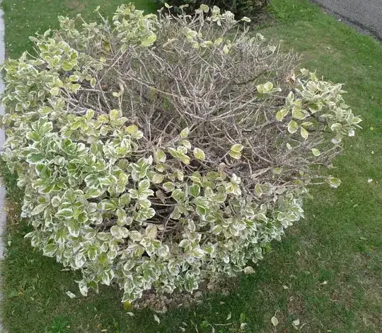 The troubled bush