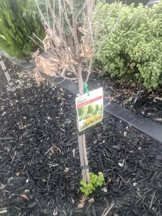 ficus