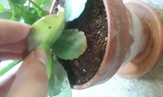hidden