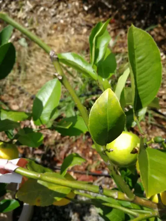 tip chlorosis