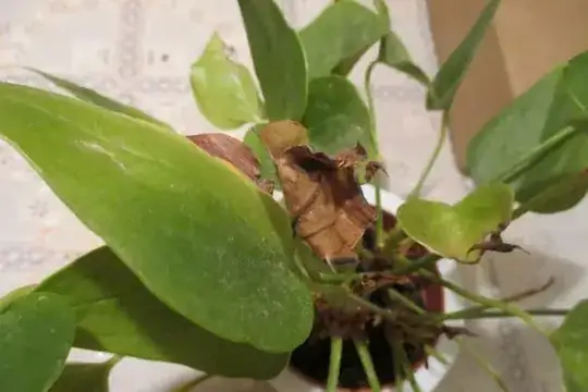 Wilted_leaf
