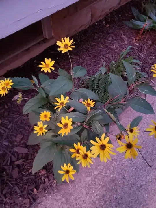 Yellow flowers