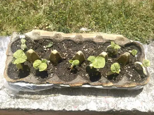 sickly egg carton