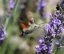 Hawk Moth using its angled "proboscis"