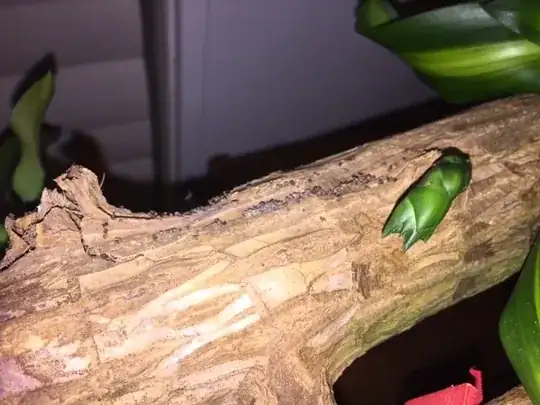possible infestation point