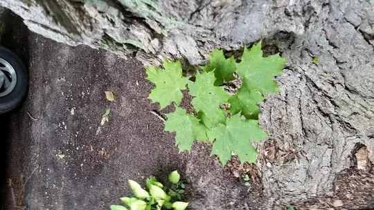 leaves of tree