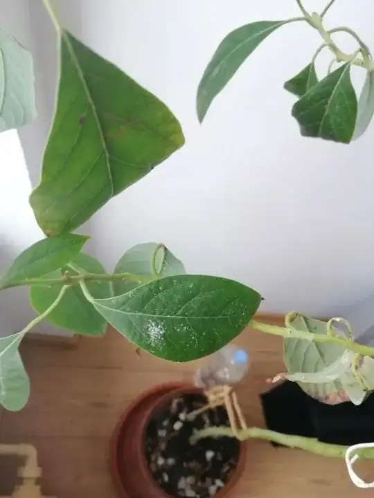 Another leaf