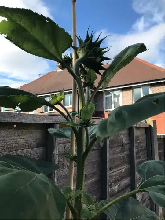 sunflower