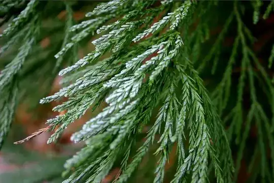 sequoia needles