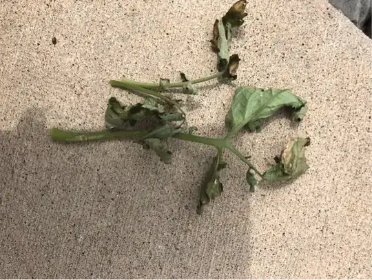 Oak
