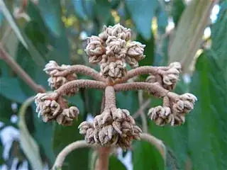 Viburnum rhytidophyllum