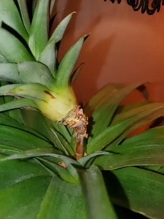 Pineapple with browning lower leaves
