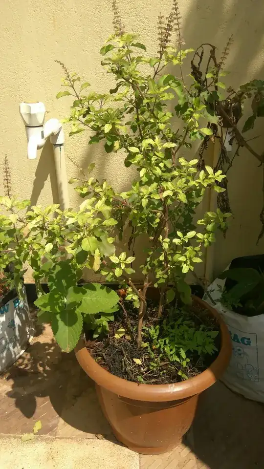 the pot