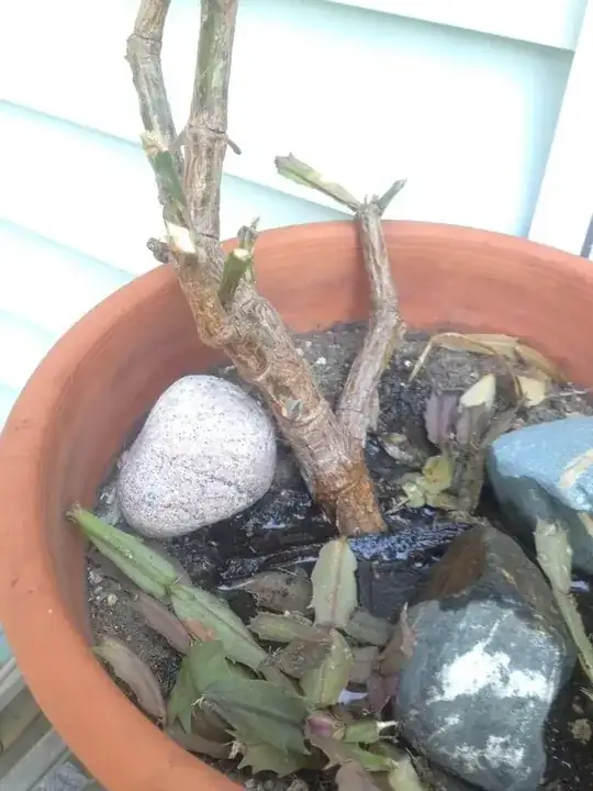 Christmas cactus damage