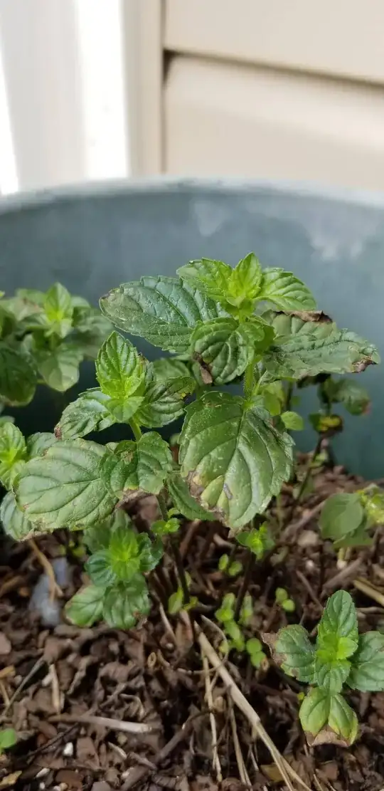 Mint Troubleshooting