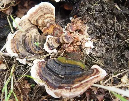 Lenzites Betulina Polyporaceae Polyporales