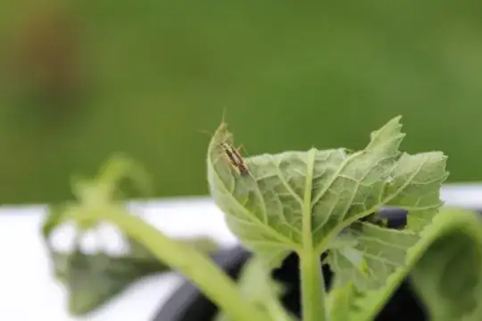 Mystery beetle on a suqash plant