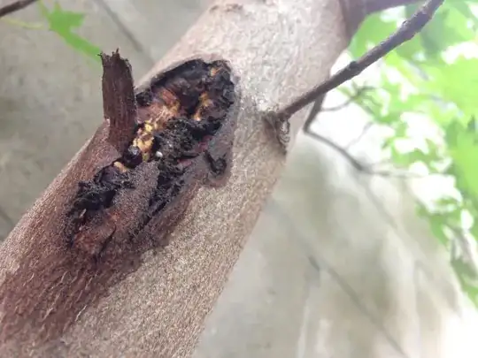 Gash on a Maple tree