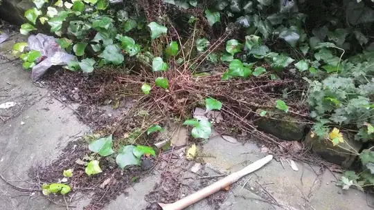 one of the ferns