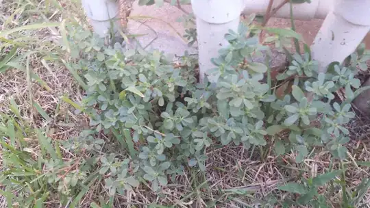 Rogue Plant
