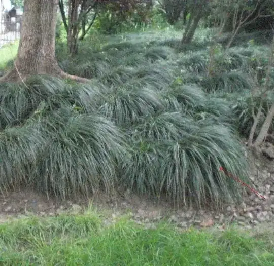grass around tree