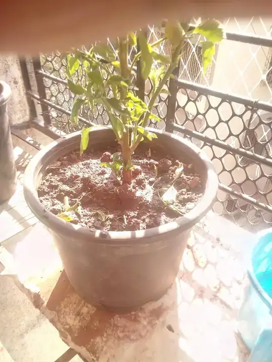 image of the pot