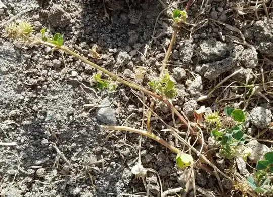 spikey ball weed