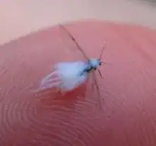 Woolly aphid