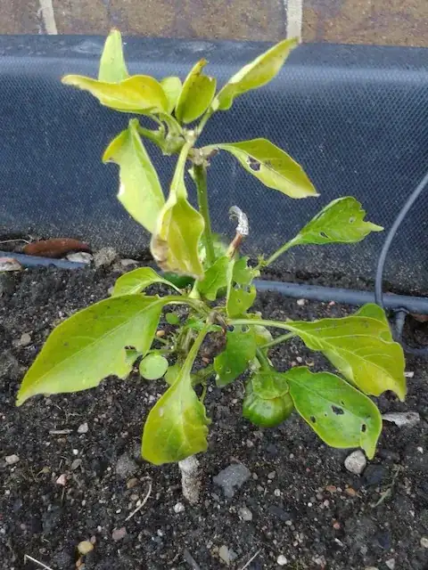 Bell Pepper