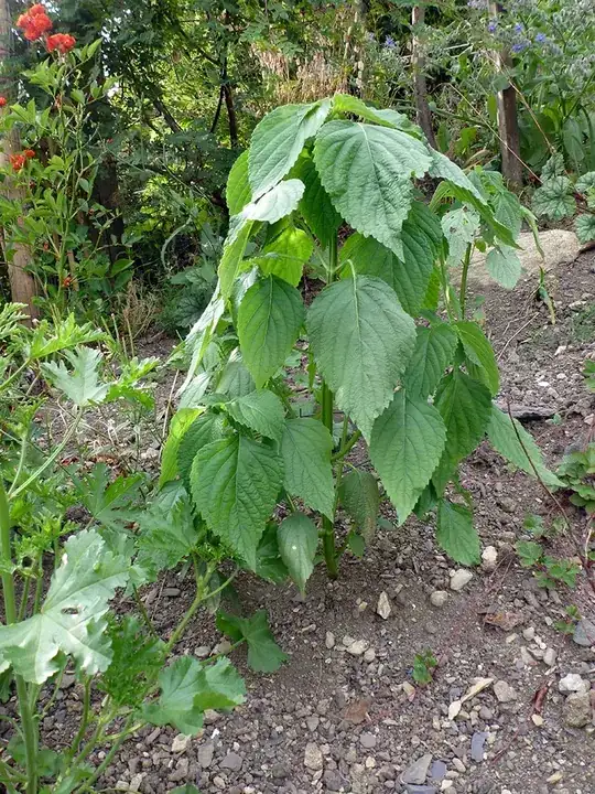 Some Kind of Mint?