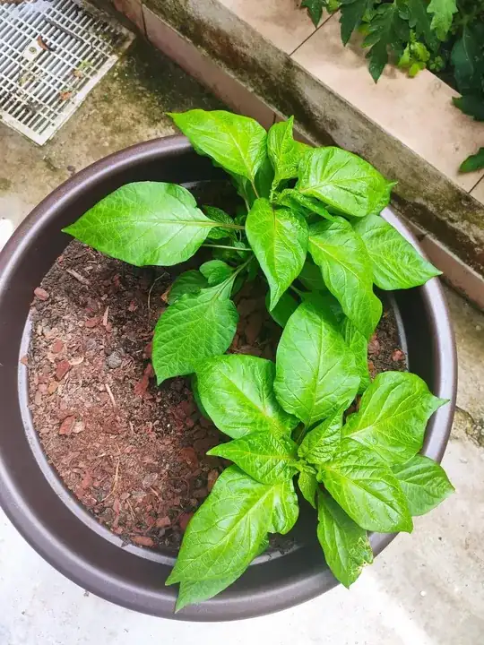 Both plants