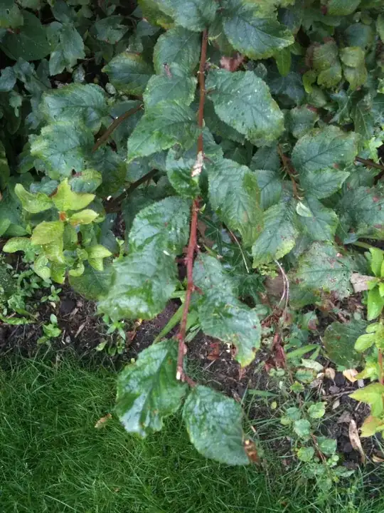 close up of leaves
