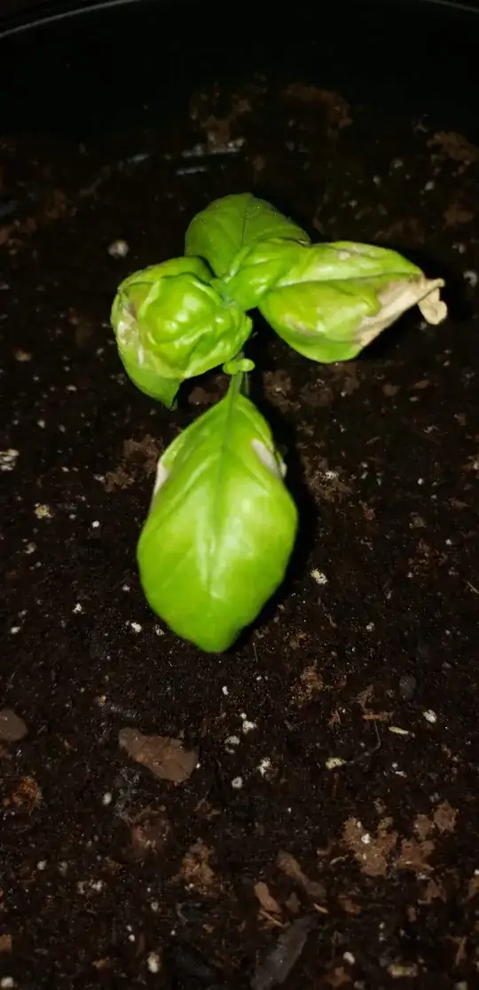 24 hours after the last 2 pictures