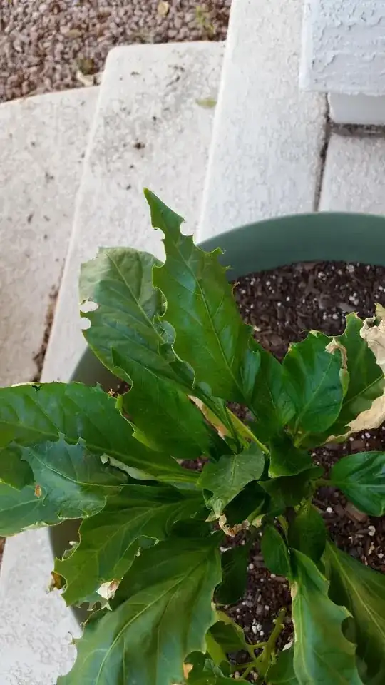 eaten leaves