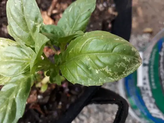 My basil plant