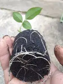 propagation of roses by cutting
