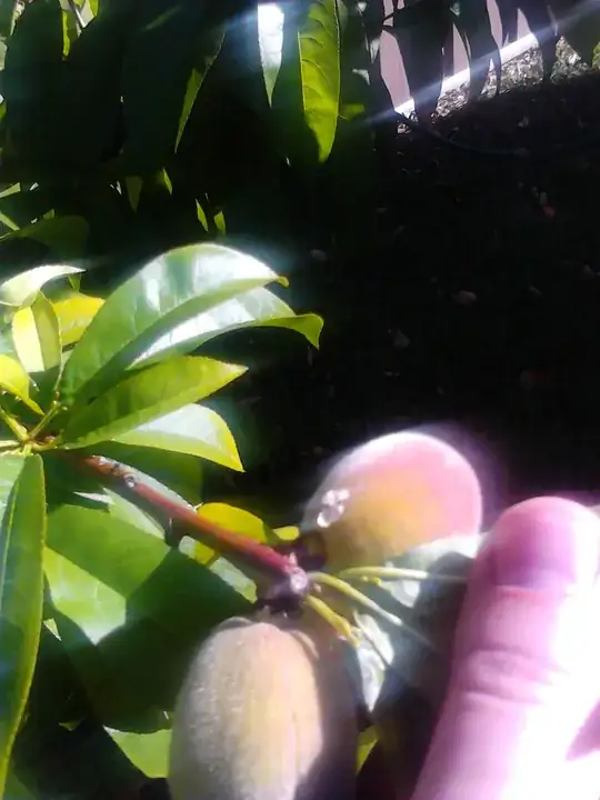 Outside of peach